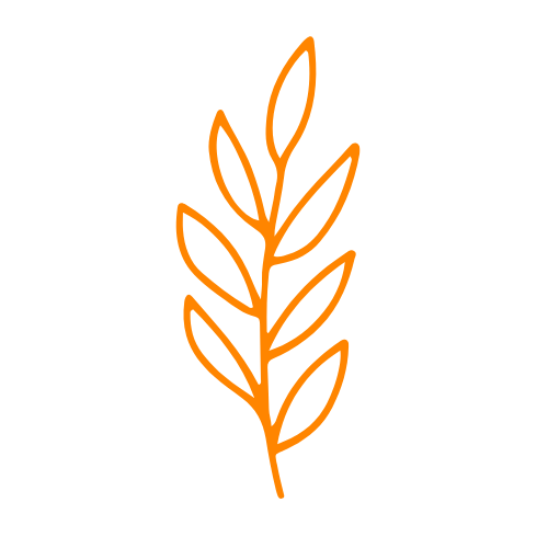 Image pour Nephrolepis exaltata