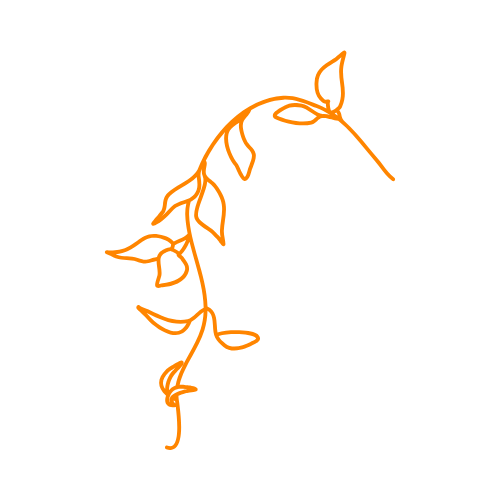 Image pour Tristellateia australasiae