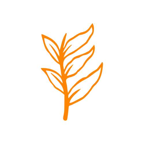 Image pour Heliconia divers
